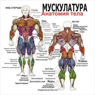 массаж плакат анатомия мускулатура
