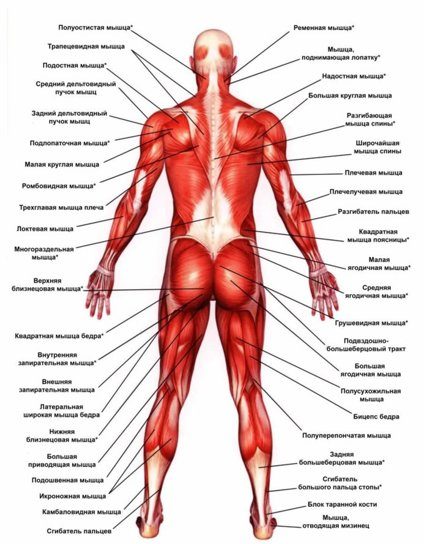 плакат мышцы