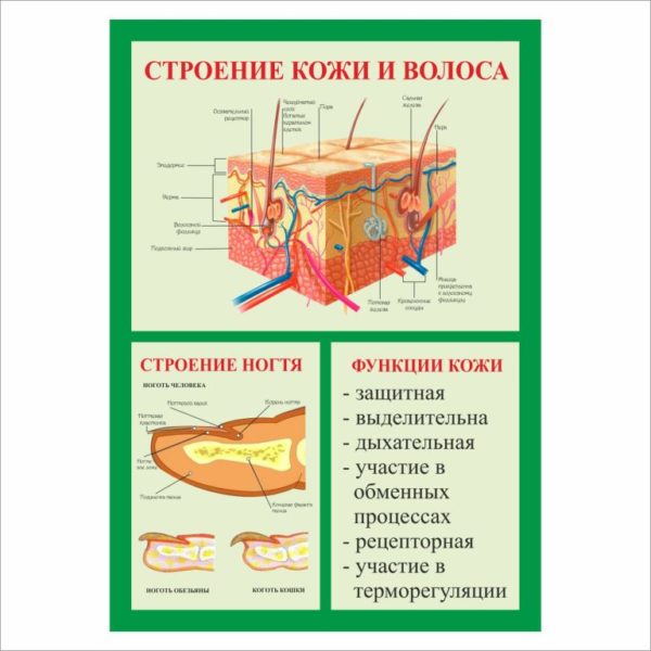 Плакат Строение кожи и волоса