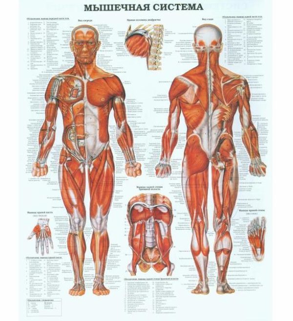 плакат мышечная система