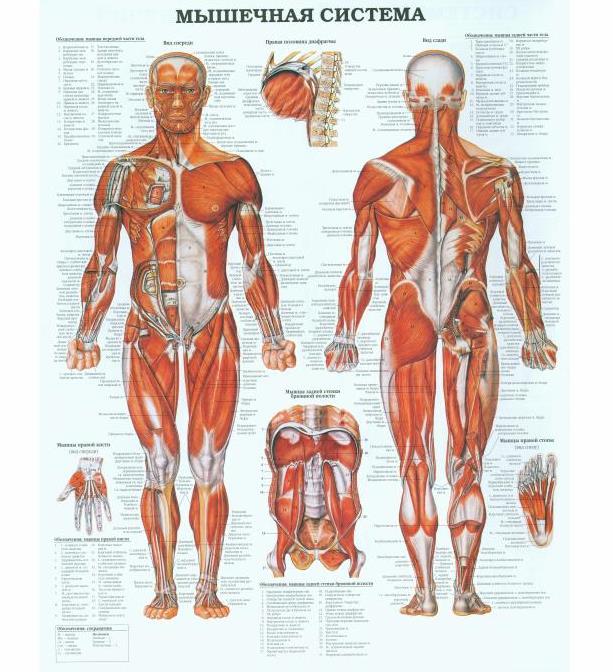 плакат мышечная система