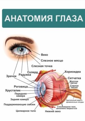 плакат анатомия глаза