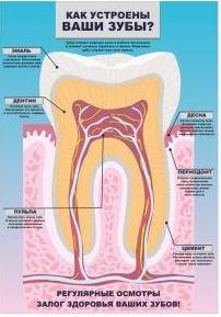 как устроены зубы плакат