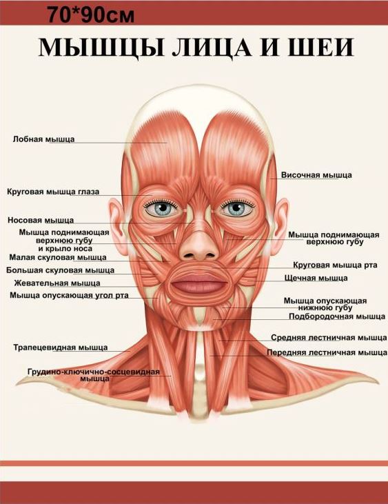 плакат мышцы лица и шеи