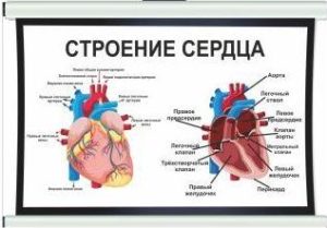 плакат строение сердца