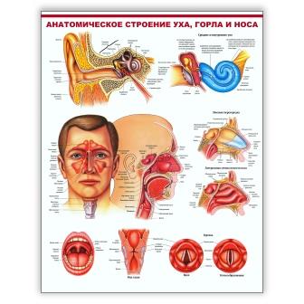 Плакат Анатомическое строение уха, горла и носа