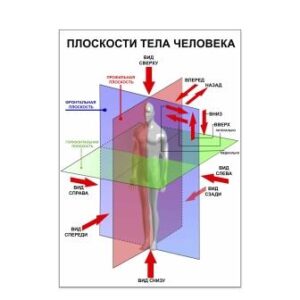 Плакат плоскости тела человека