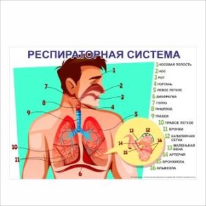 Плакат Респираторная система