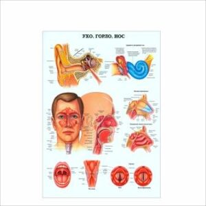 Плакат Ухо горло нос