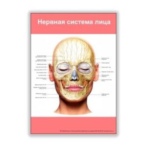 Плакат нервная система лица