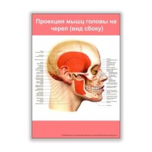 плакат проекция мышц головы на череп вид сбоку