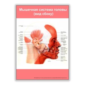 плакат мышечная система головы вид сбоку