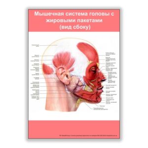 плакат мышечная система головы с жировыми пакетами