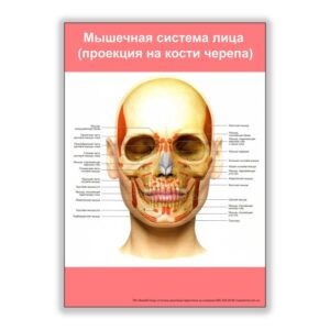 плакат мышечная система лица