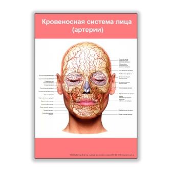 плакат кровеносная система лица