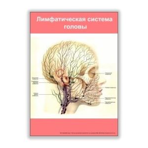 плакат лимфатическая система головы