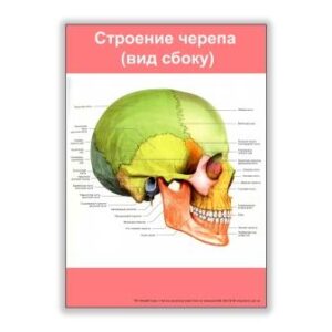 плакат строение черепа вид сбоку