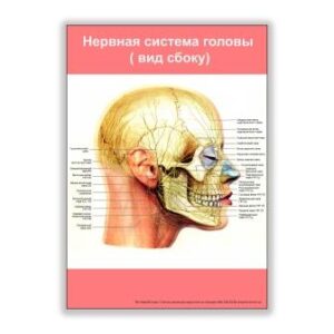 плакат нервная система головы