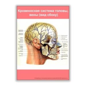 плакат кровеносная система головы, вены