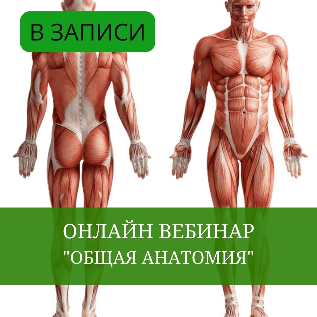 Общая анатомия